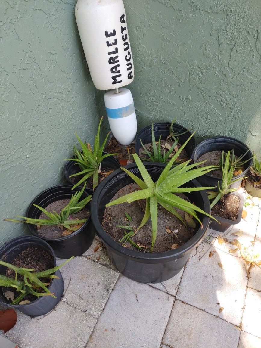 Aloe Vera Plants