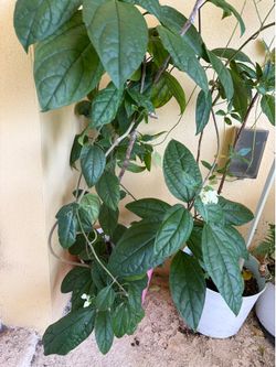 Flower plant