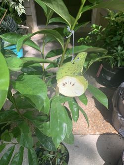 Guanabana Grafted Tree