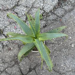 Healthy Plants Home Grown For Sale 