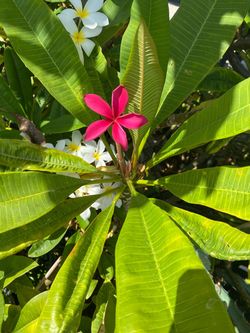 Plumeria Very fragrant bright vibrant color