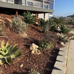 Various Succulents. I’m Selling To Redo Garden