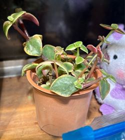 Calico Kitten Succulent