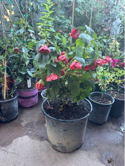 farolito chino/ Abutilon Chinese Lantern Plant