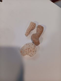 Fossilization Of CORAL 