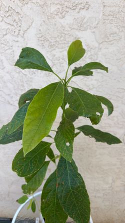 Avocado tree