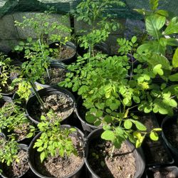 Moringa Trees Bigger 