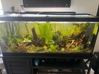 Double 75 gallon fish tank with stand