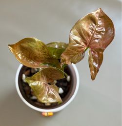 Pink Syngonium in White Plastic Planter