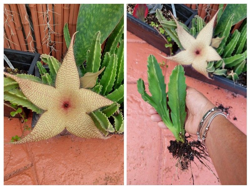 STARFISH STAPELIA SUCCULENT PLANT 