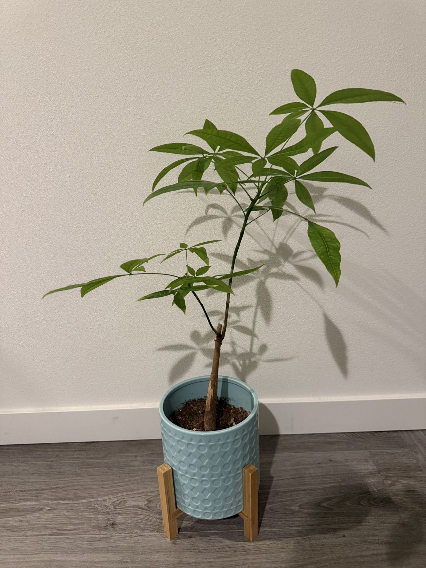 Living Chinese Money Plant Tree With Ceramic Pot 
