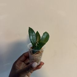 Hoya Wilbur Graves China