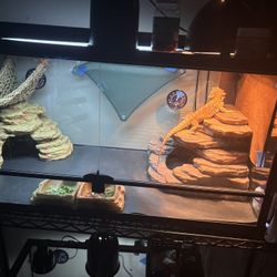 40gal Terrarium With Lights 