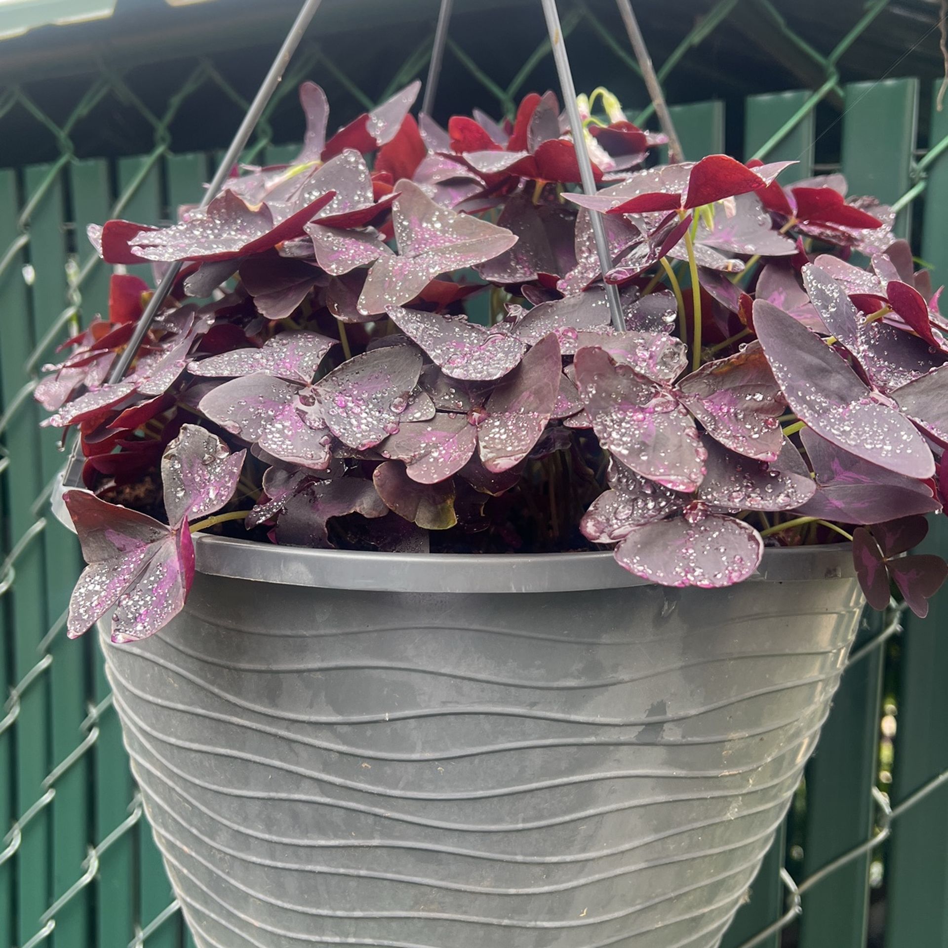 Red Oxalis