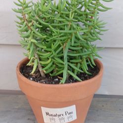 Mini Pine Succulent Plant 🪴 