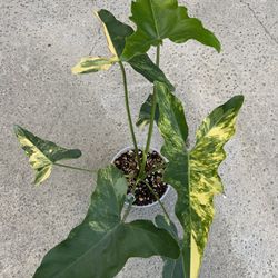 Philodendron Williamsii Variegated 