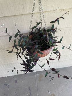 Black tradescantia Hanging Plant