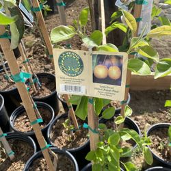 Fruit Trees 