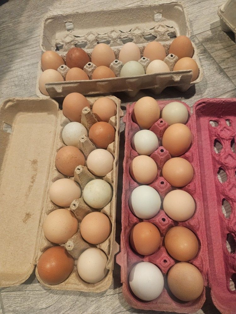 Fresh Eggs From Wisconsin