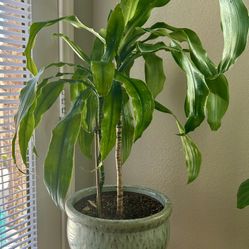Dracaena/ Corn Plant For Sale !!!!!!!