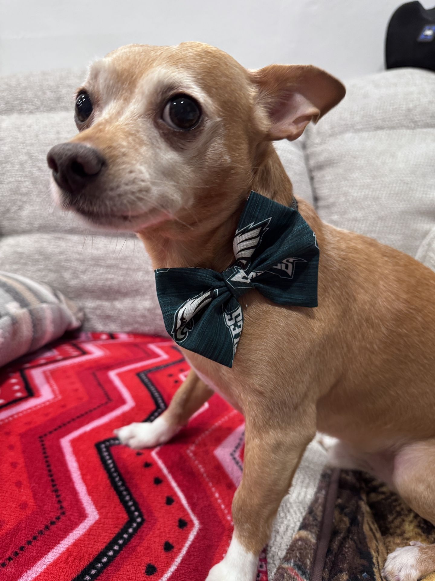 Eagles Dog Collar
