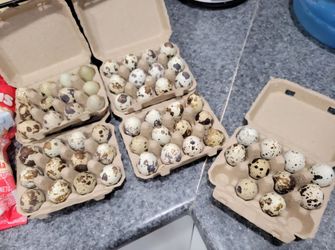 Jumbo 🐦 quail eggs🥚 $6 for 1 dozen $5 for 1+dozen