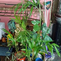 Lots Of HOUSE PLANTS for Sale. Moving