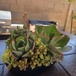 Decoration Suculents Plants Mix 