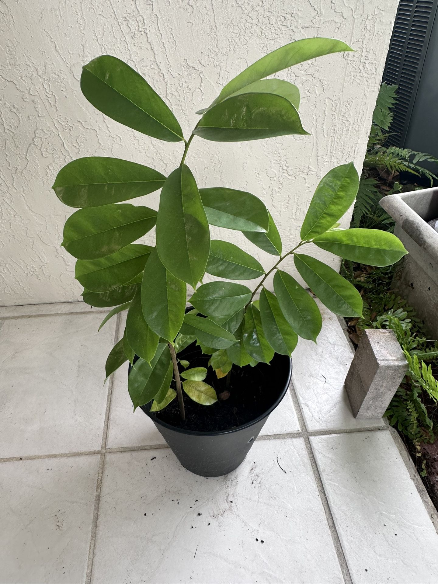 Soursop Plant