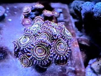 Stratosphere Zoa Saltwater Aquarium Decorations