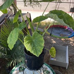 Elephant Leaf
