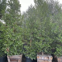 carolina cherry laurel, English laurel for  hedge and privacy 24” Box