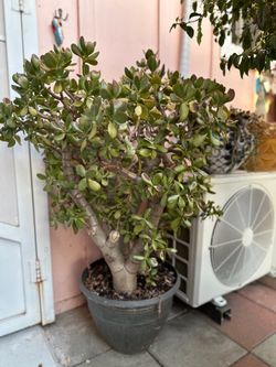 Jade