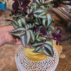 Lush Lovely Wandering Jew Plant In 6in Ceramic Pot With Plate 