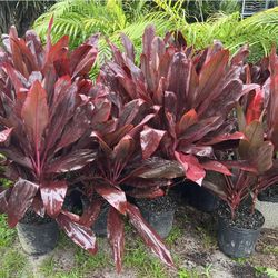 HOME PLANTS- SPECIAL PRICE CORDYLINE RED SISTER
