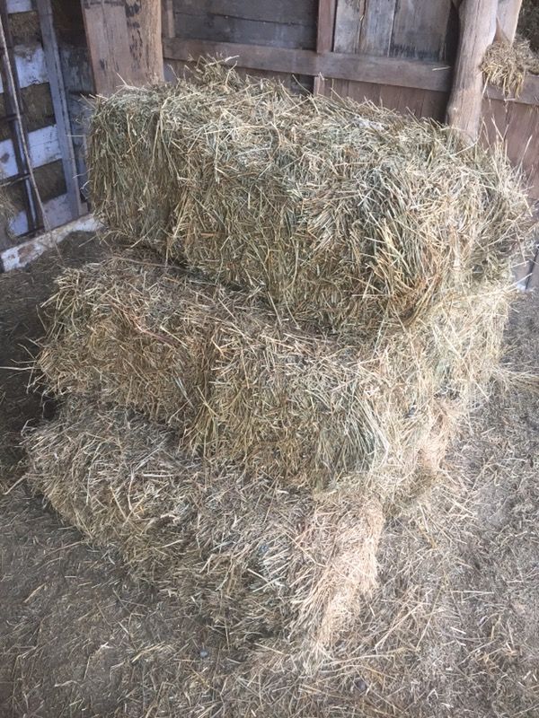 Hay Bales 2 50 Straw 3 A Bales For Sale In Burlington Wi Offerup Hay Bales 2 50 Straw 3 A Bales For Sale In Burlington Wi Offerup