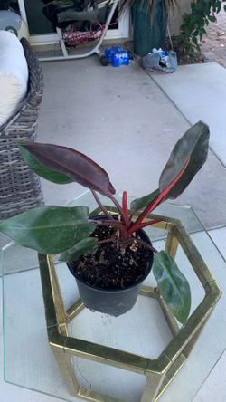Plant