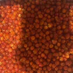 Chiltepin