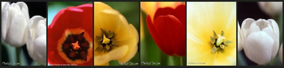 Flowers, art photos, sizes 5x7,8x10,11x14