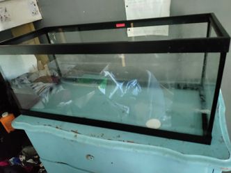 20 Gallon Tank And Reptile