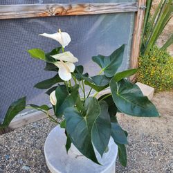 White Anthurium Plant 6" Pot