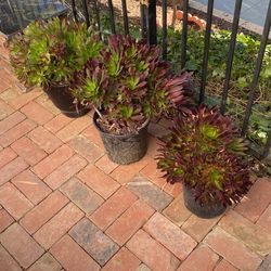 Beautiful And Easy To Maintain Aeonium $15 Each)