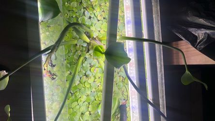 Frogbit
