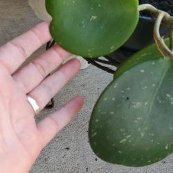 Hoya Cuttings And Other Plants And Seeds For Sale 