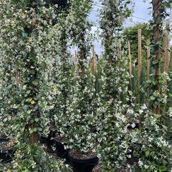 Star Jasmine Staked 