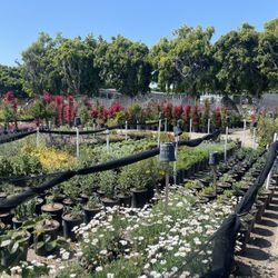 🚨💐🌹🌸🌺 Large Selection Of Plants 