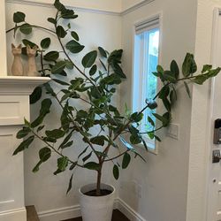 6’ Tall Ficus Plant