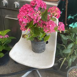 Hortensia Rosita