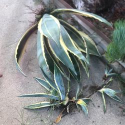 Magueyes Tricolor Grandes