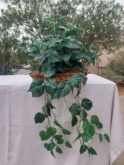 Fake House Plant 🪴